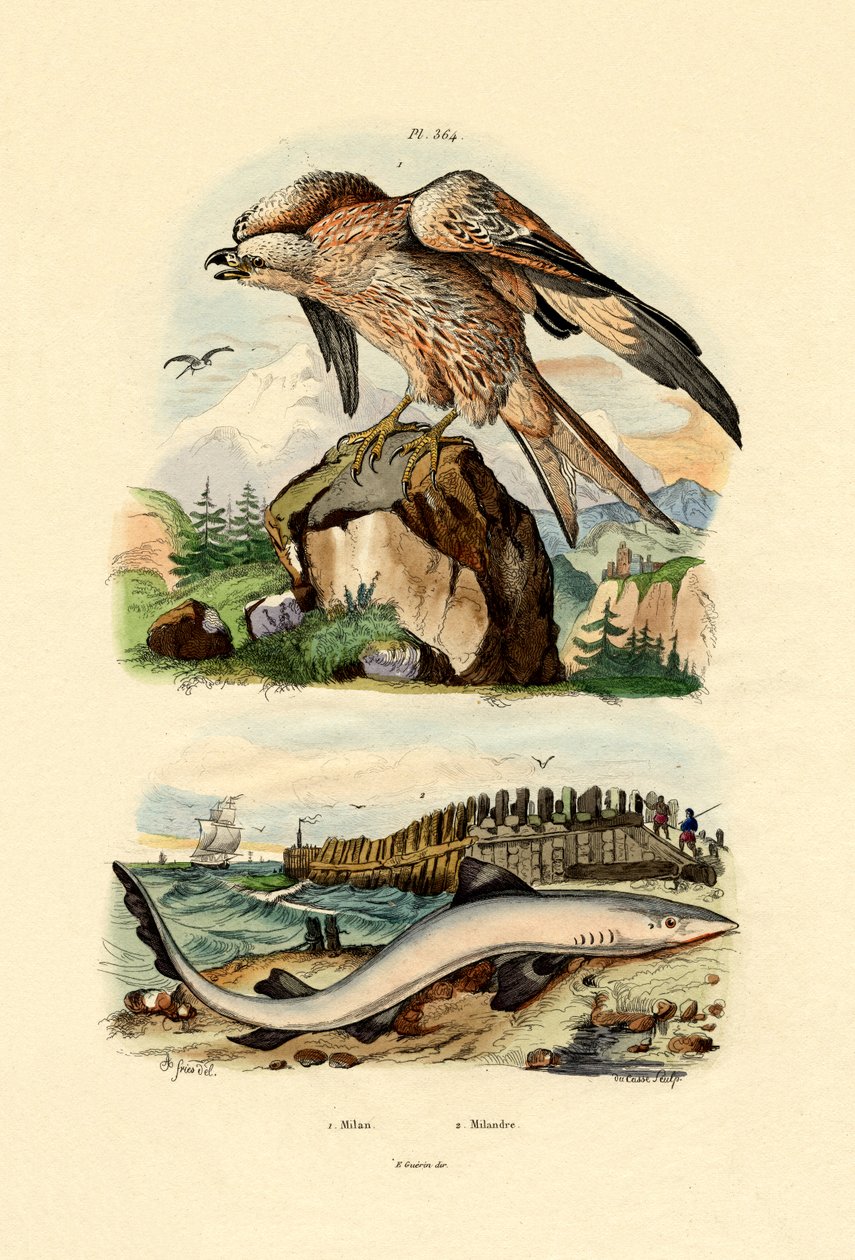 लाल पतंग, 1833-39 द्वारा फ्रेंच स्कूल