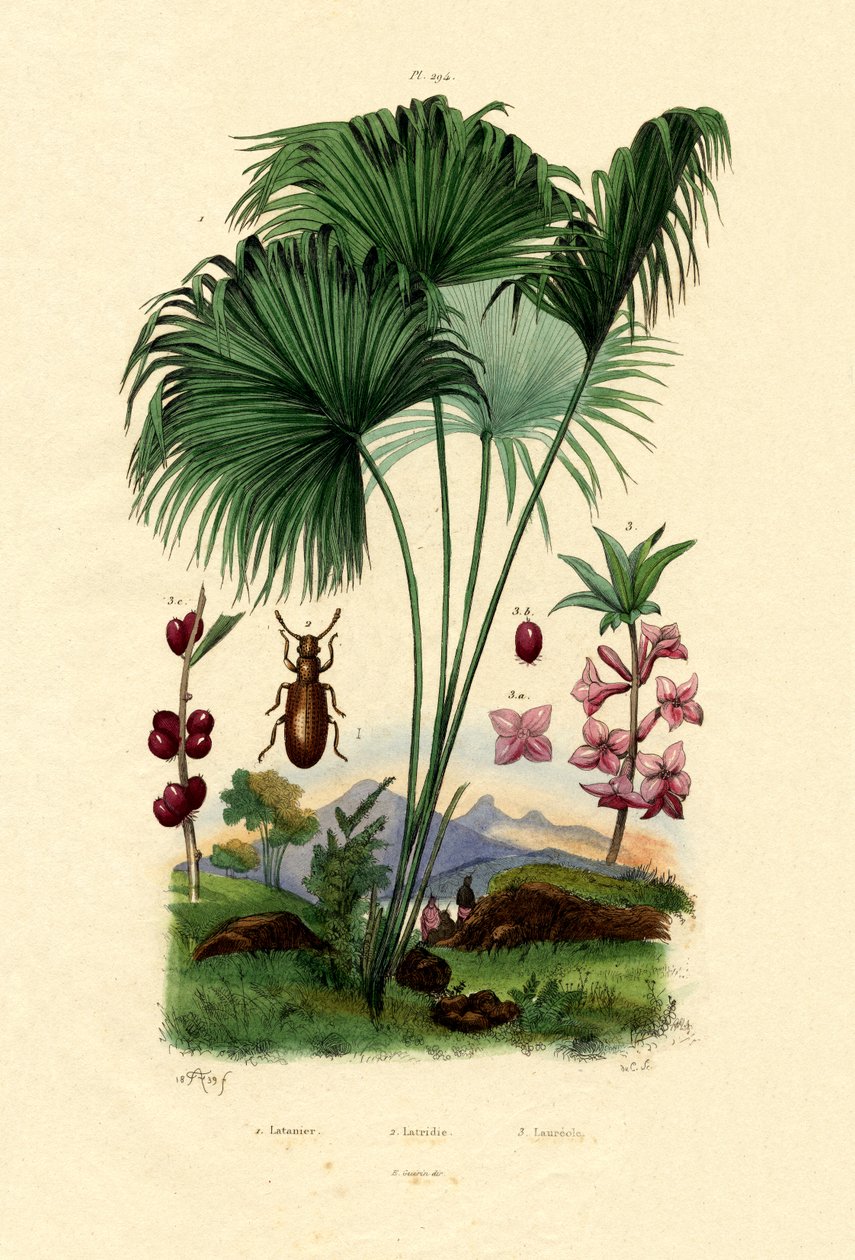 रेड लैटन पाम, 1833-39 द्वारा फ्रेंच स्कूल
