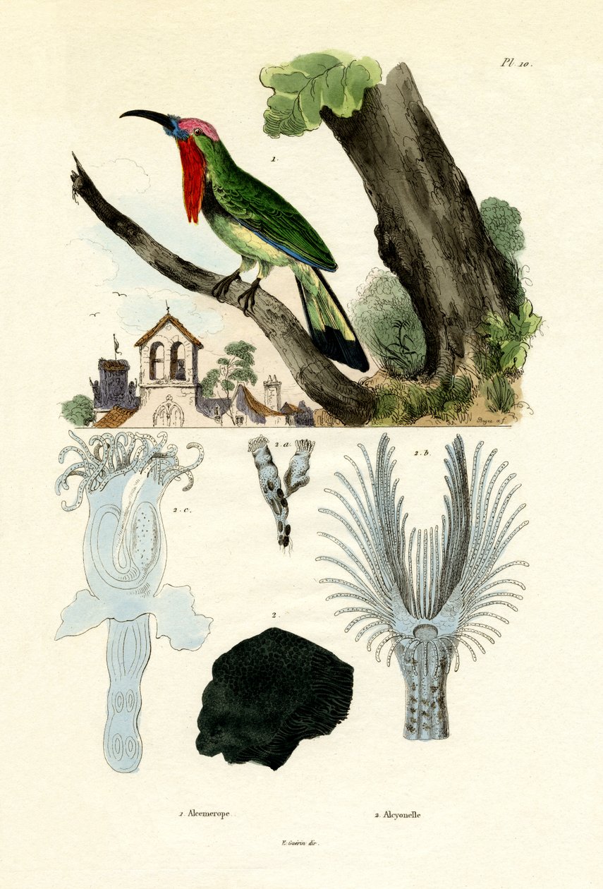 रेड-दाढ़ी वाले बी-ईटर, 1833-39 द्वारा फ्रेंच स्कूल