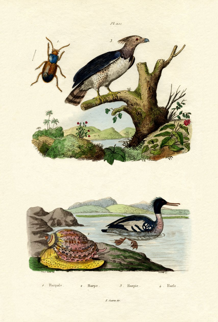 रेड-ब्रेस्टेड मर्गेन्सर, 1833-39 द्वारा फ्रेंच स्कूल