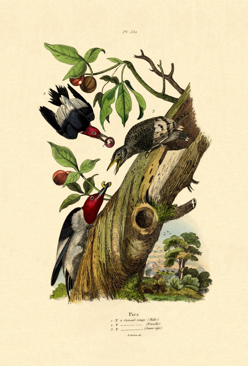 रेड-हेडेड वुडपेकर, 1833-39 द्वारा फ्रेंच स्कूल