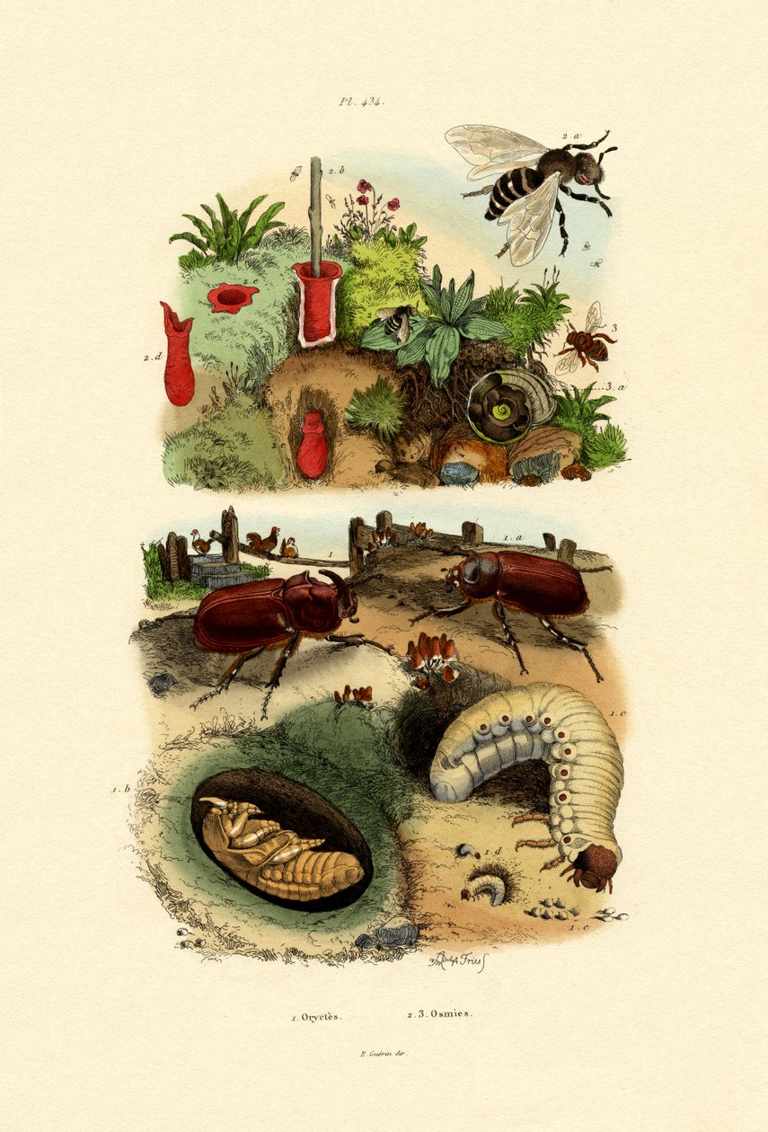 गैंडा बीटल, 1833-39 द्वारा फ्रेंच स्कूल