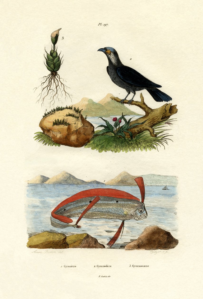 रिबनफिश, 1833-39 द्वारा फ्रेंच स्कूल