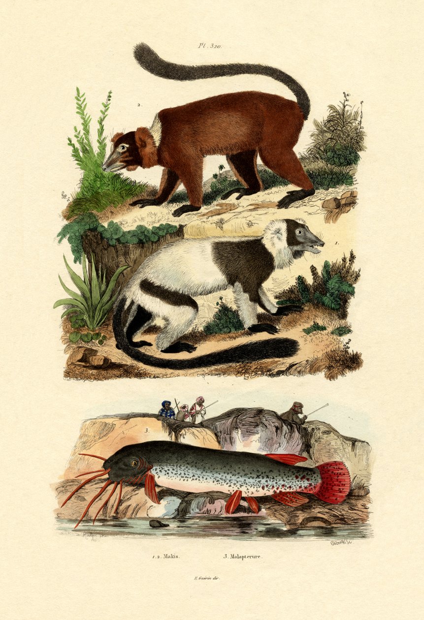 रिंग-टेल्ड लेमर्स, 1833-39 द्वारा फ्रेंच स्कूल
