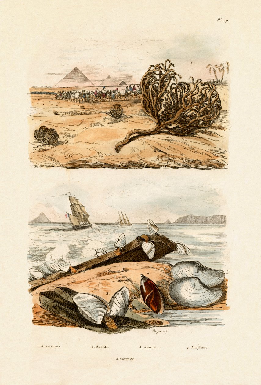 जेरिको का गुलाब, 1833-39 द्वारा फ्रेंच स्कूल
