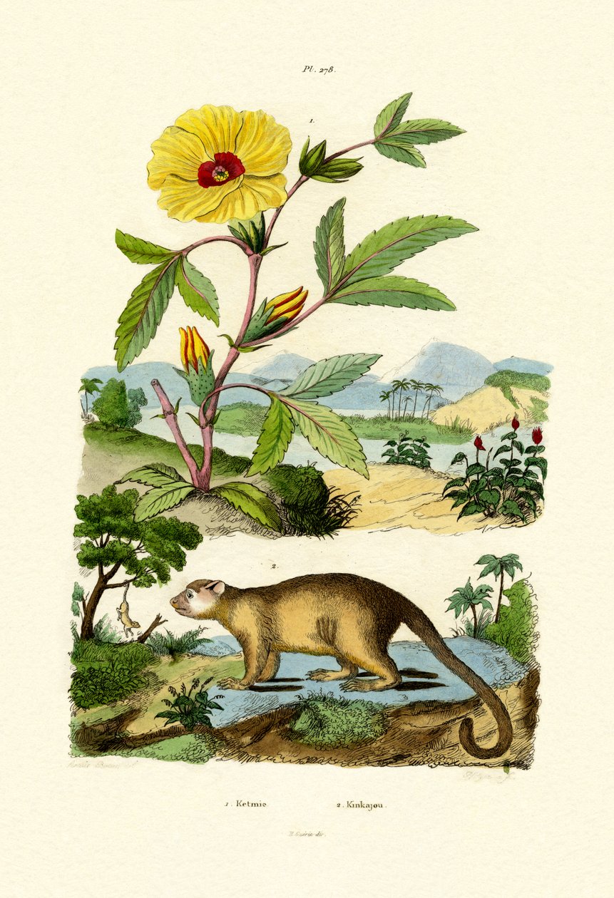 शेरोन का गुलाब, 1833-39 द्वारा फ्रेंच स्कूल