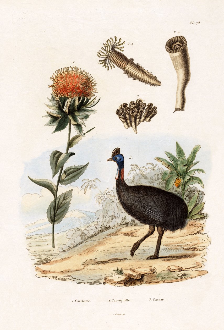 साफा, 1833-39 द्वारा फ्रेंच स्कूल