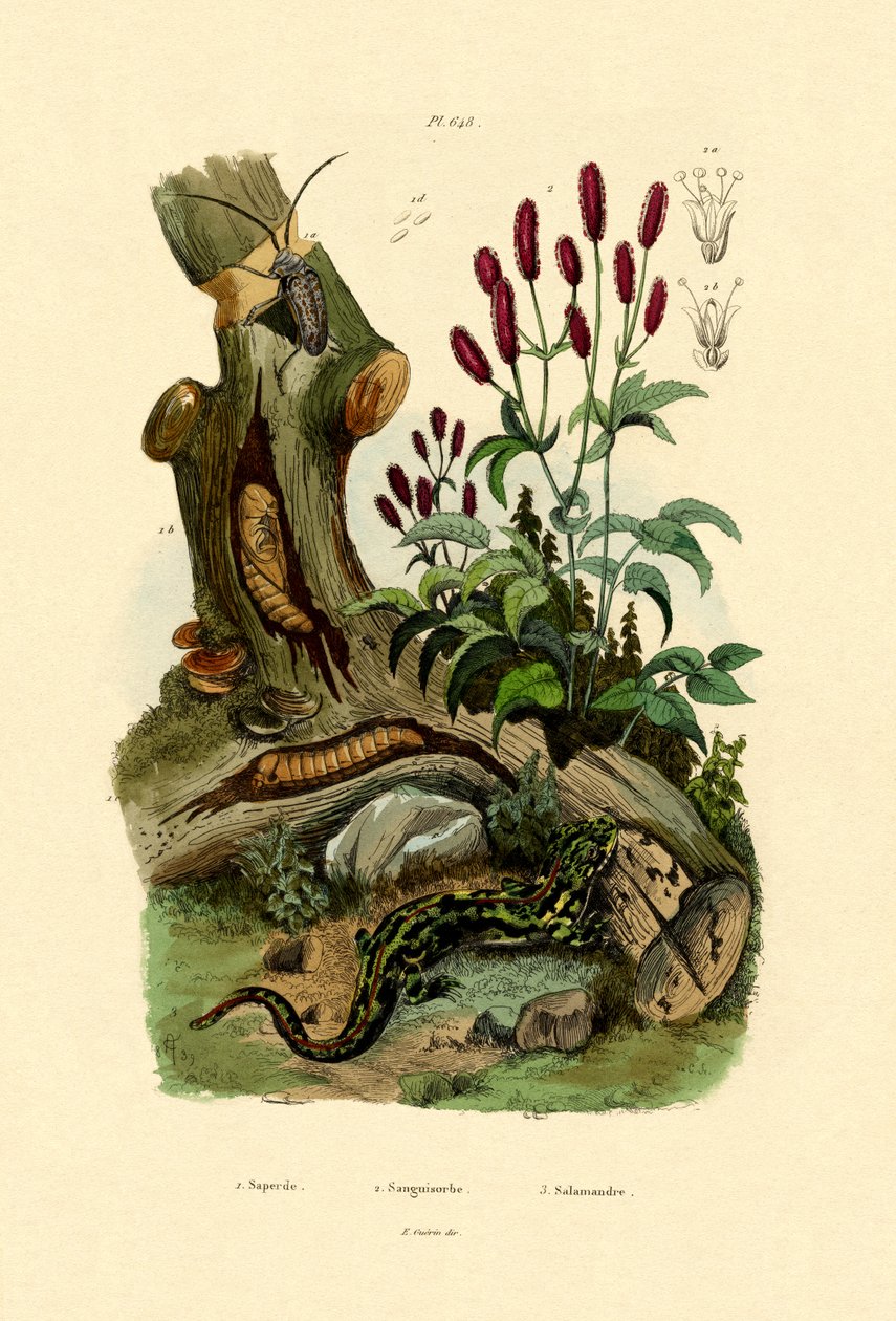 समन्दर, 1833-39 द्वारा फ्रेंच स्कूल
