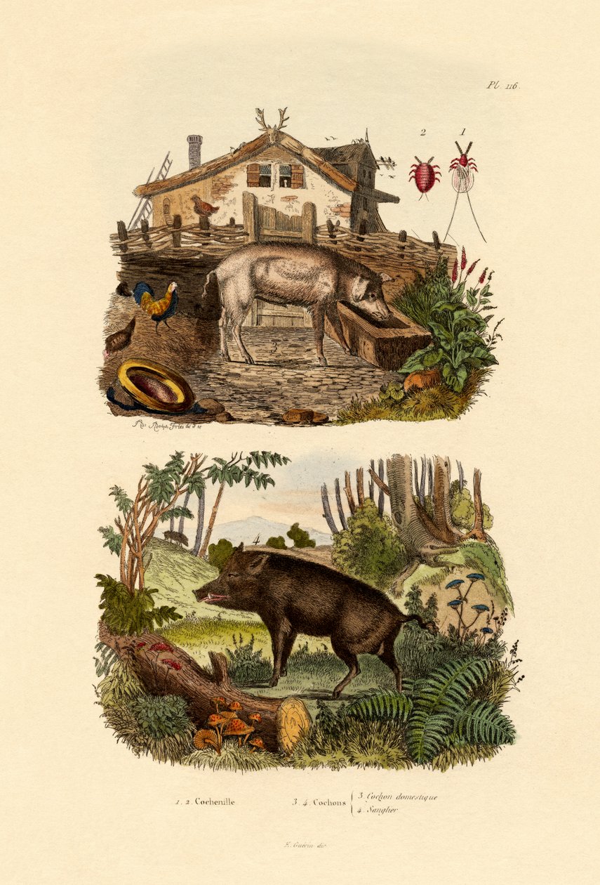 स्कारलेट कीट, 1833-39 द्वारा फ्रेंच स्कूल