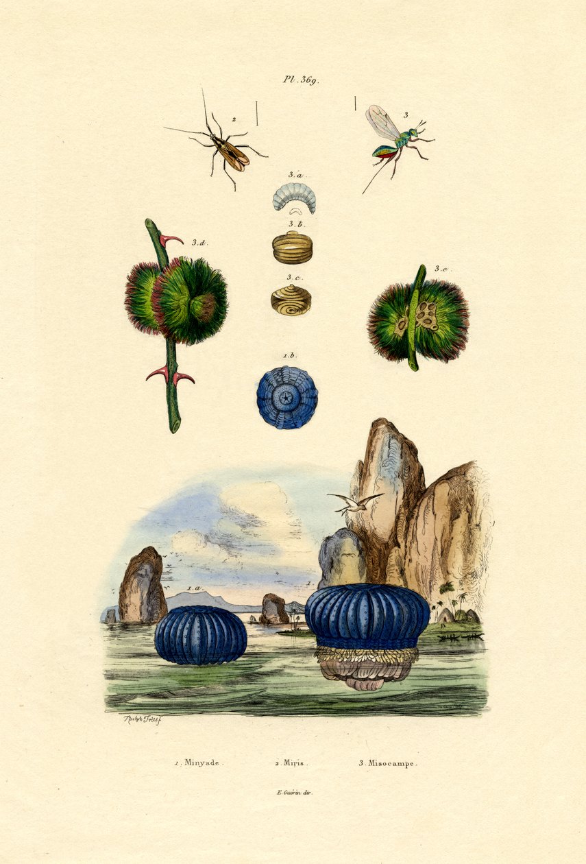 सी एनेमोन, 1833-39 द्वारा फ्रेंच स्कूल