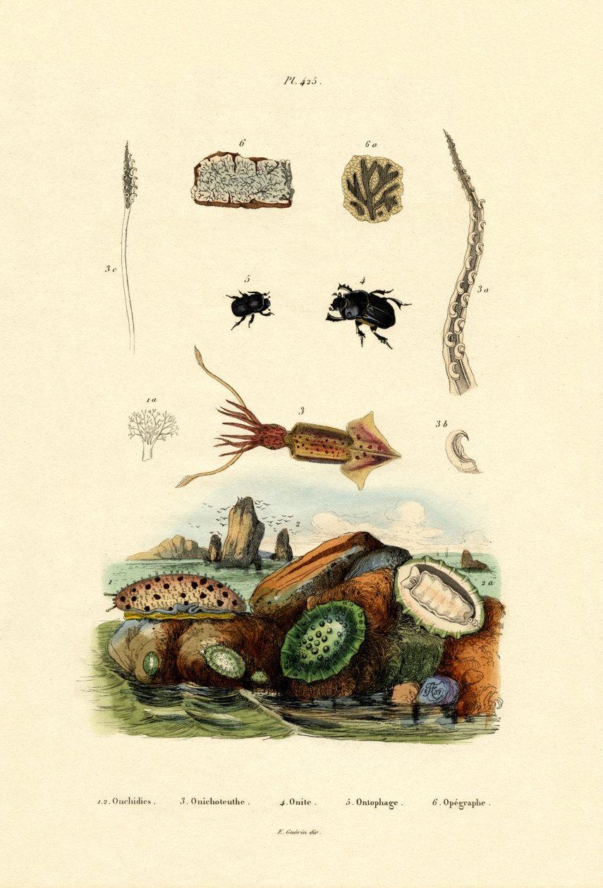 सी स्लग, 1833-39 द्वारा फ्रेंच स्कूल