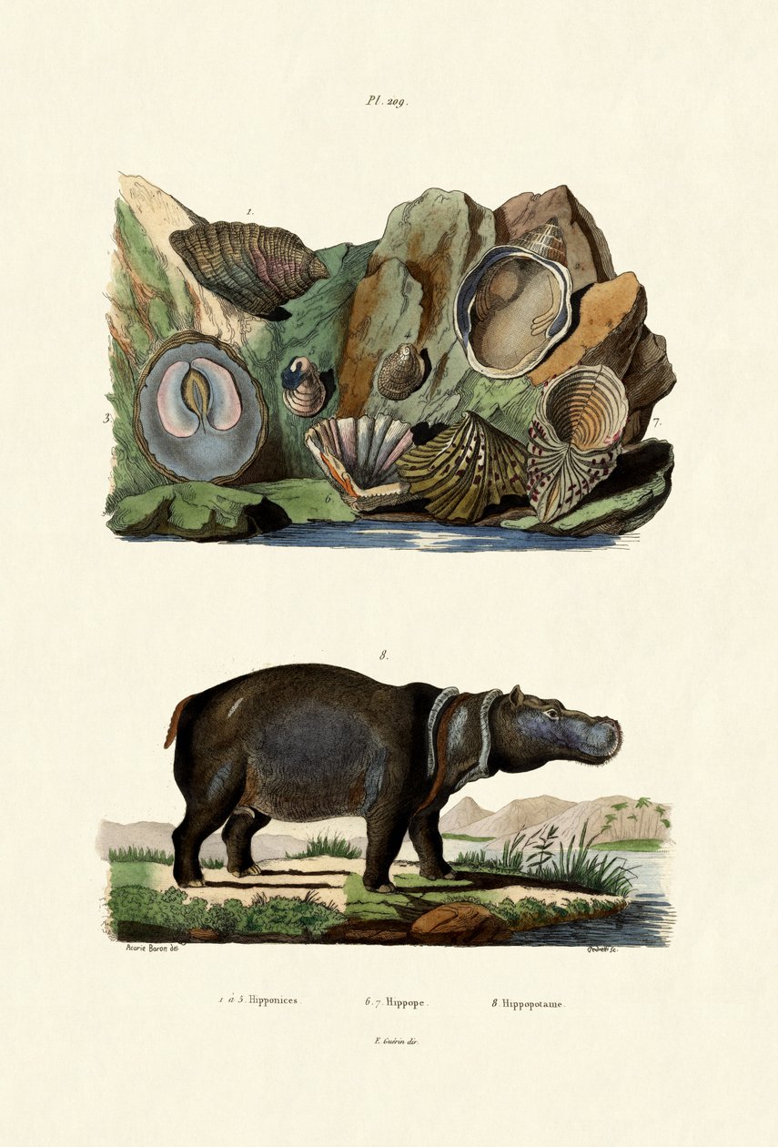 गोले, 1833-39 द्वारा फ्रेंच स्कूल