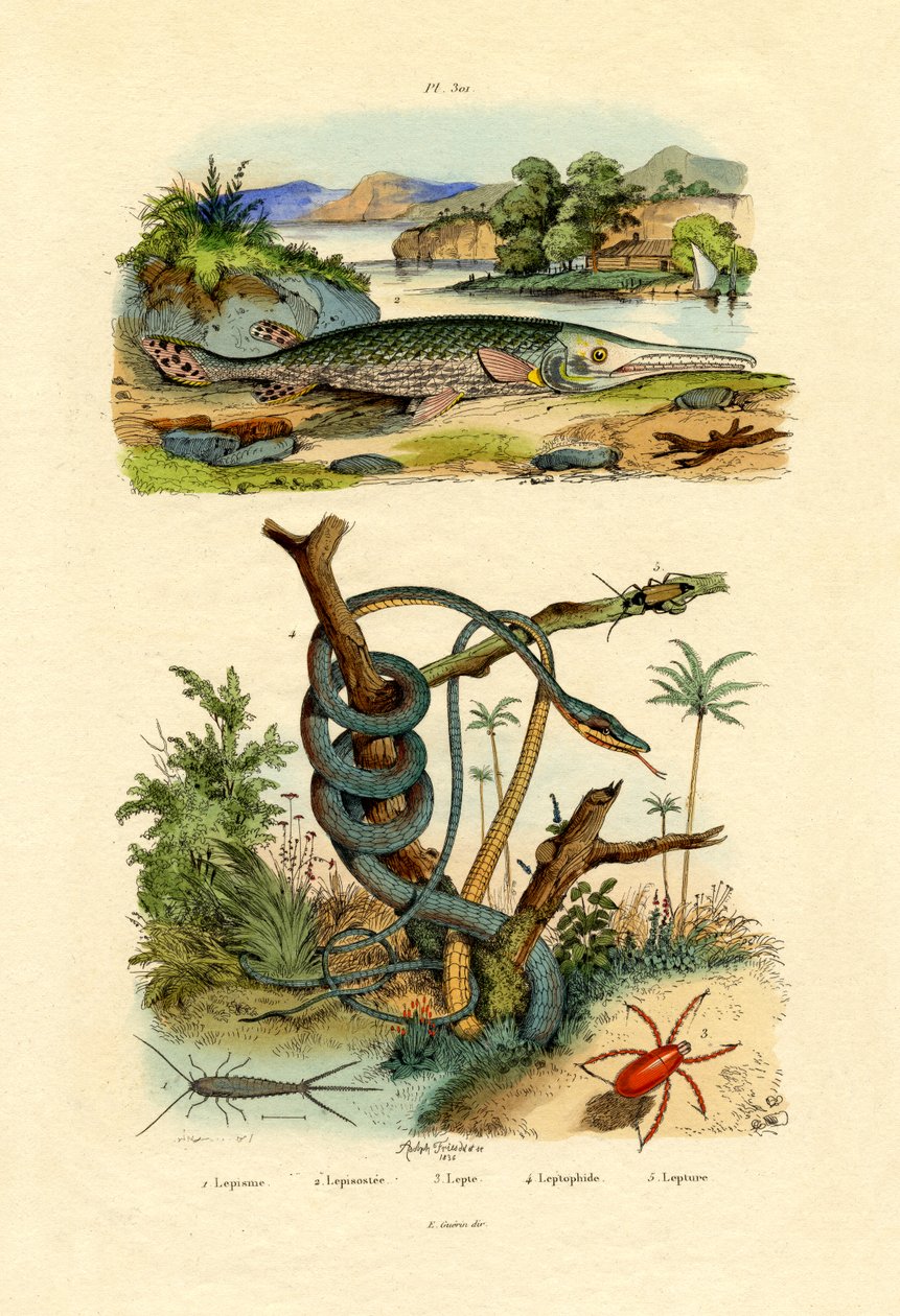 सिल्वरफिश, 1833-39 द्वारा फ्रेंच स्कूल