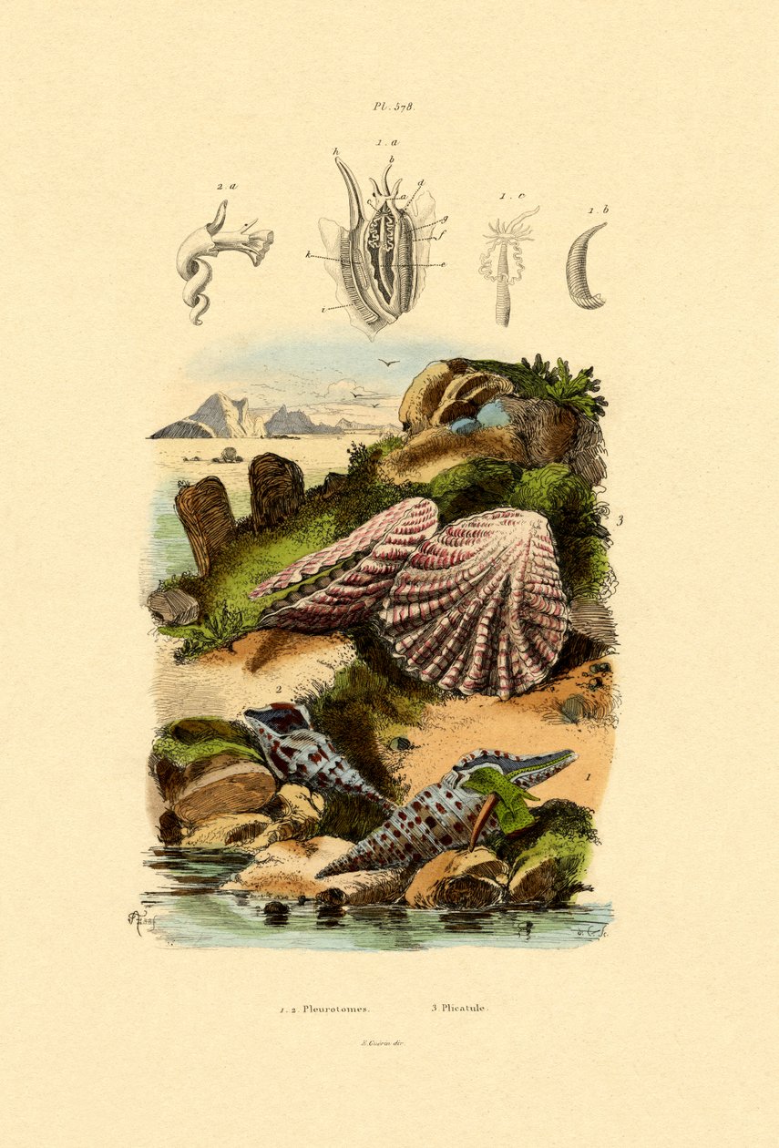 स्लिट शैल, 1833-39 द्वारा फ्रेंच स्कूल