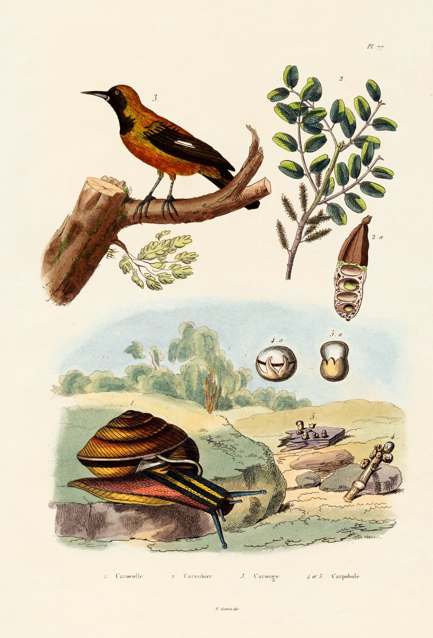 घोंघा, 1833-39 द्वारा फ्रेंच स्कूल