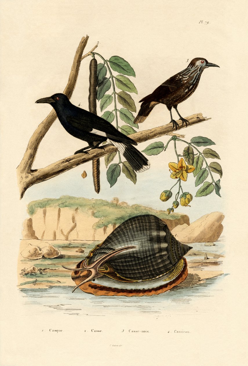 घोंघा, 1833-39 द्वारा फ्रेंच स्कूल