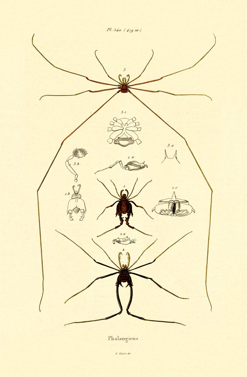 मकड़ियों, 1833-39 द्वारा फ्रेंच स्कूल