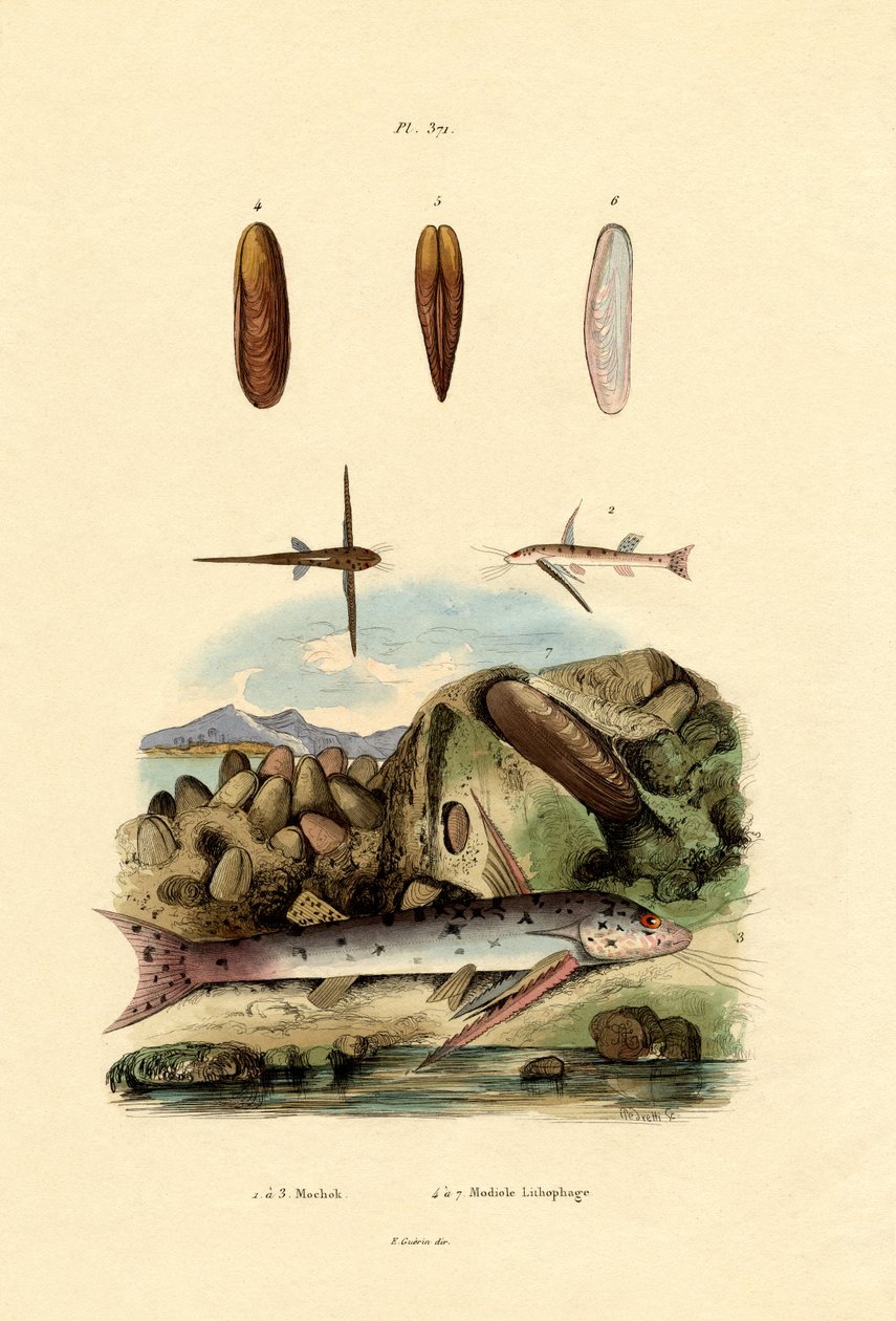 स्क्वीकर, 1833-39 द्वारा फ्रेंच स्कूल