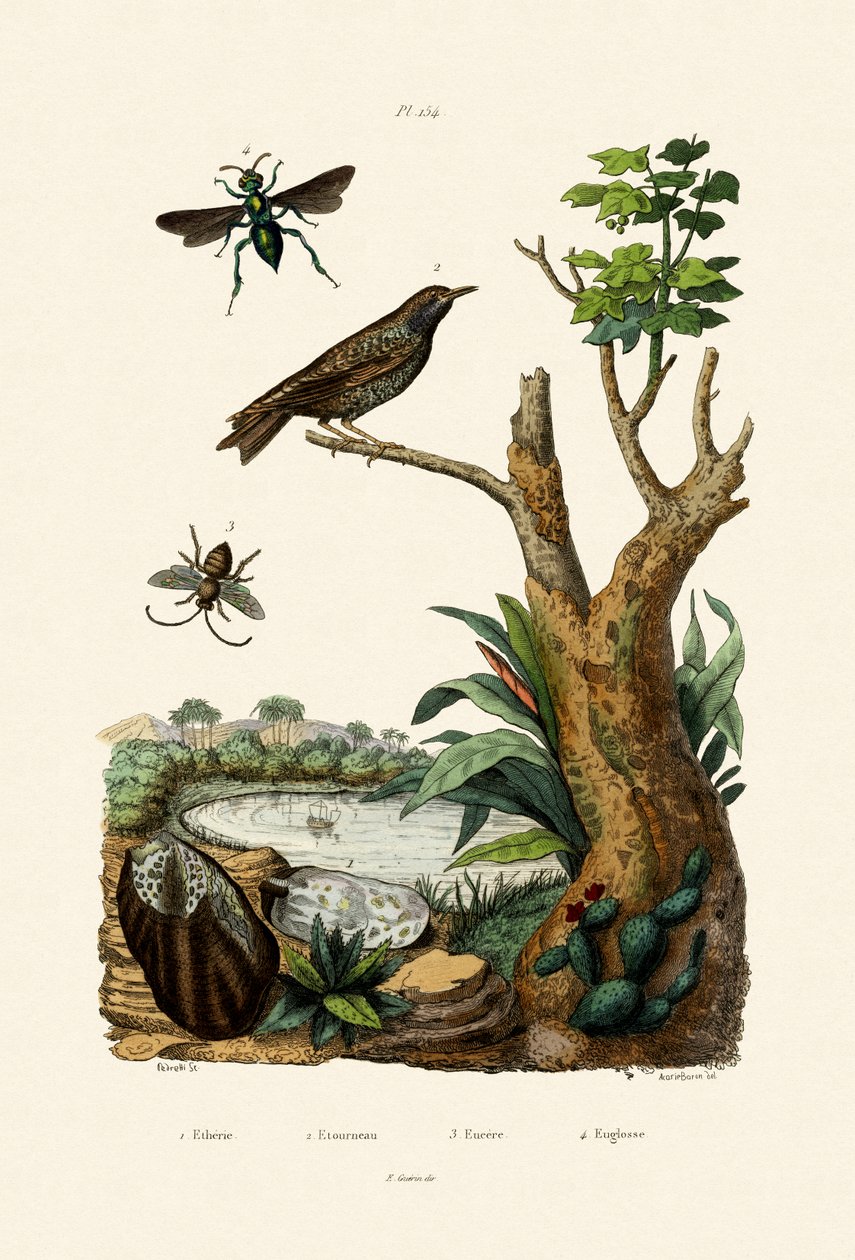 स्टारलिंग, 1833-39 द्वारा फ्रेंच स्कूल