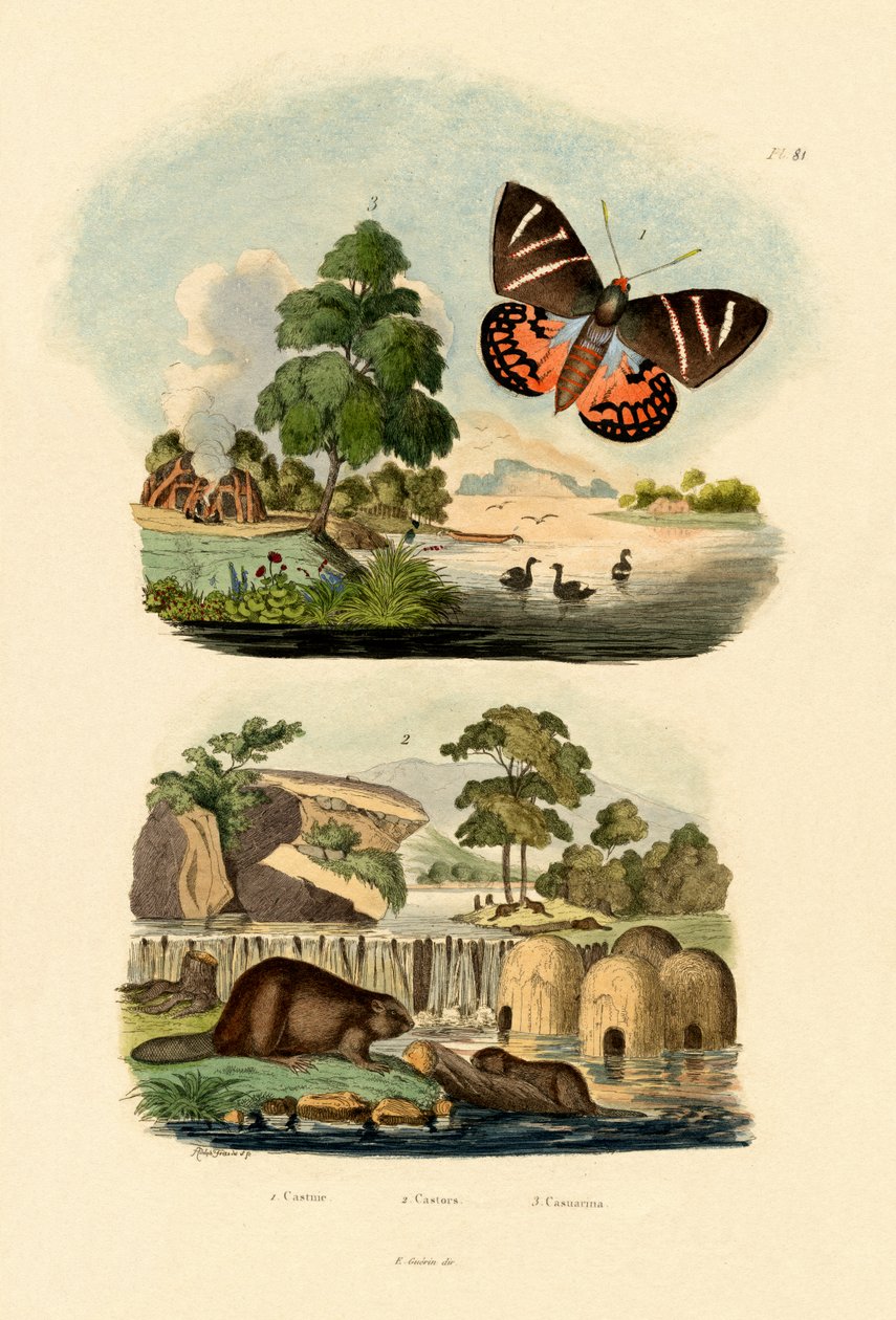 सन मोथ, 1833-39 द्वारा फ्रेंच स्कूल