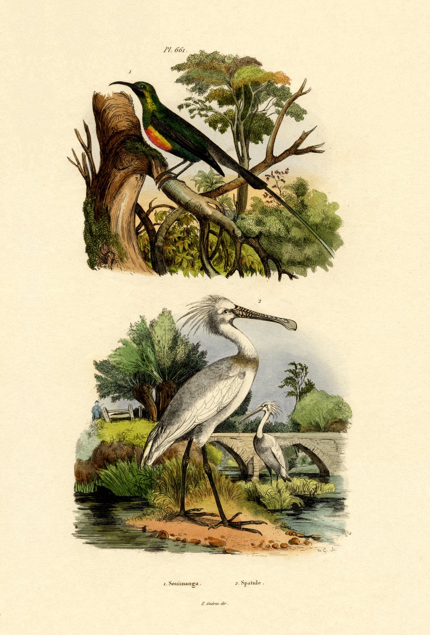 सनबर्ड, 1833-39 द्वारा फ्रेंच स्कूल
