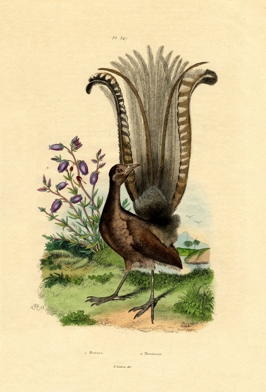 सुपर्ब लाइरेबर्ड, 1833-39 द्वारा फ्रेंच स्कूल