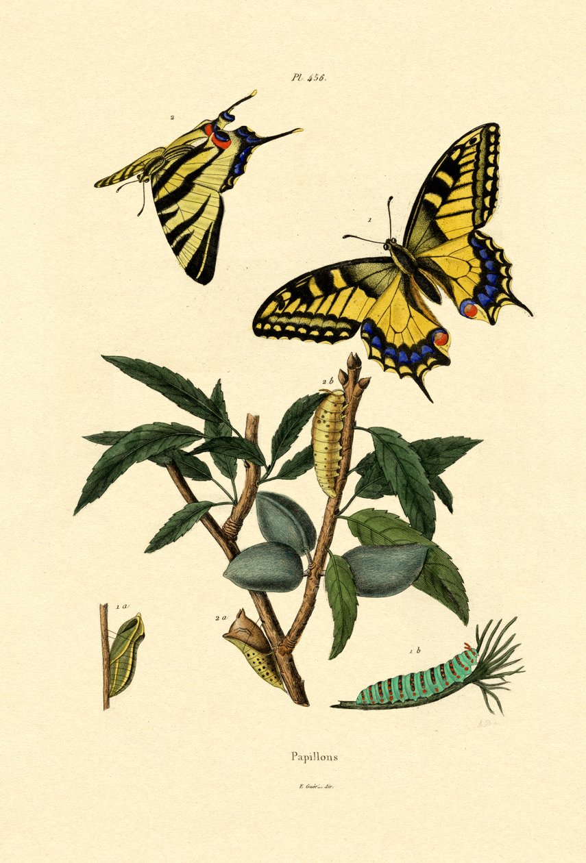 स्वैगटेल, 1833-39 द्वारा फ्रेंच स्कूल