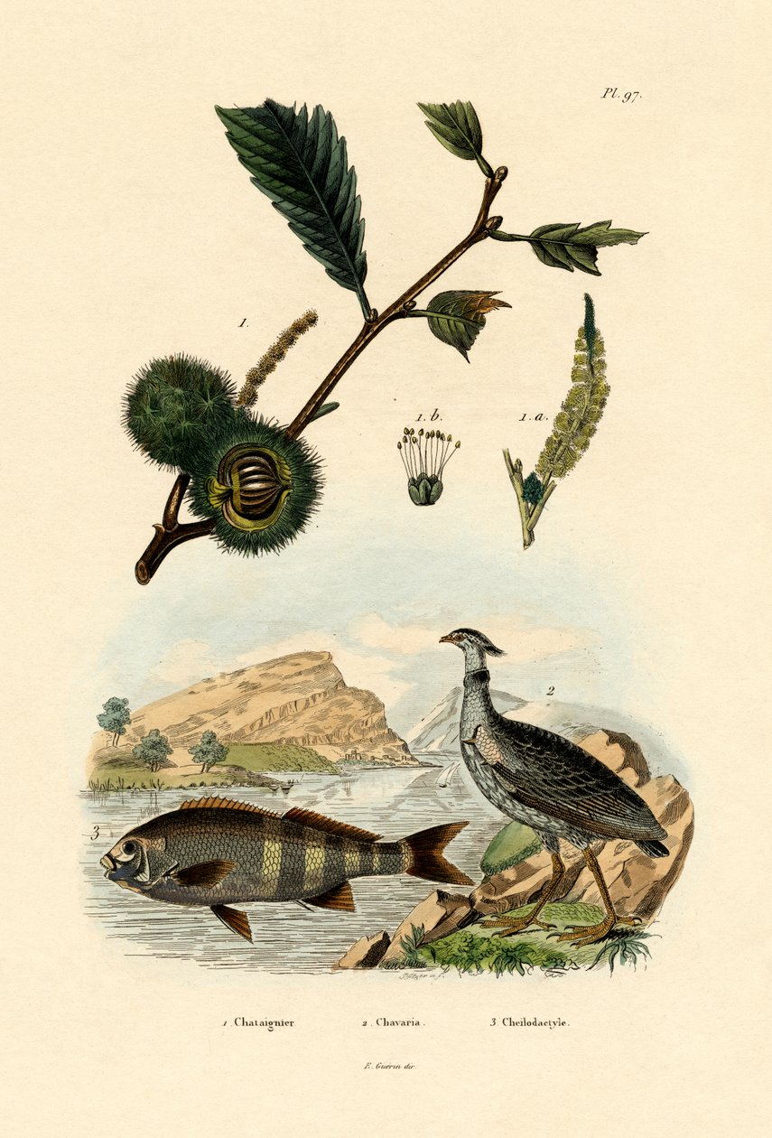 स्वीट चेस्टनट, 1833-39 द्वारा फ्रेंच स्कूल