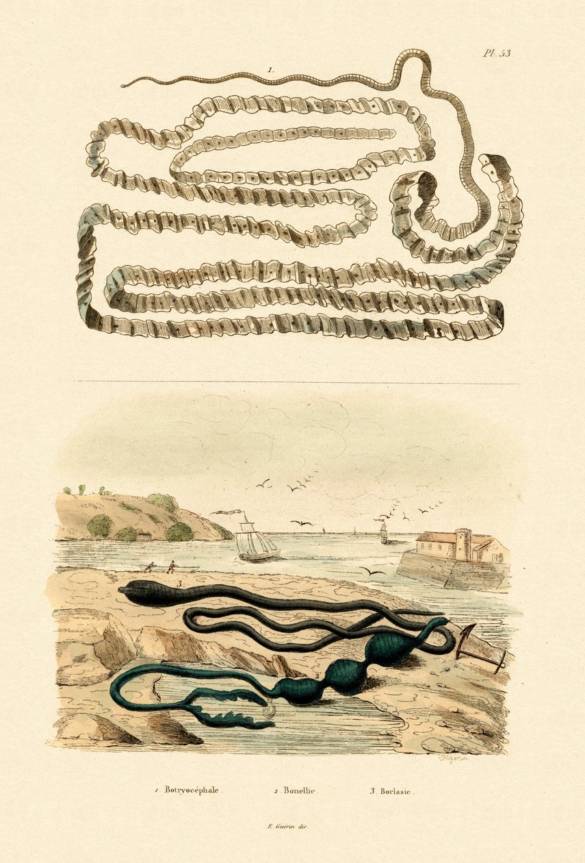 टेपवर्म, 1833-39 द्वारा फ्रेंच स्कूल