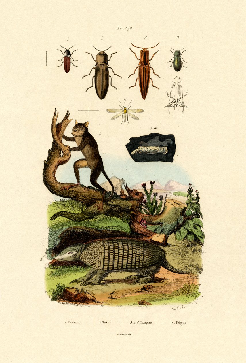 टार्सियर, 1833-39 द्वारा फ्रेंच स्कूल