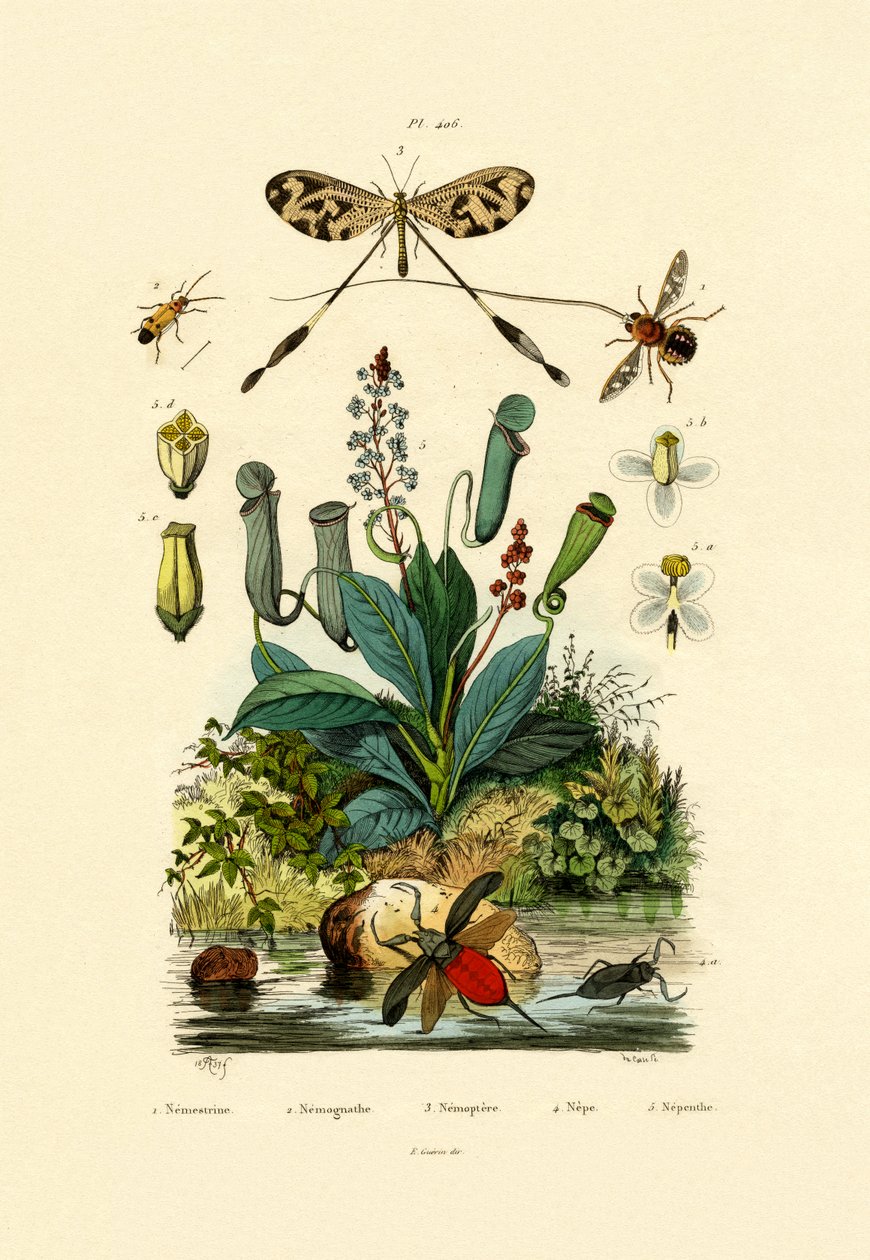 थ्रेड-विंग्ड एंटीलियन, 1833-39 द्वारा फ्रेंच स्कूल