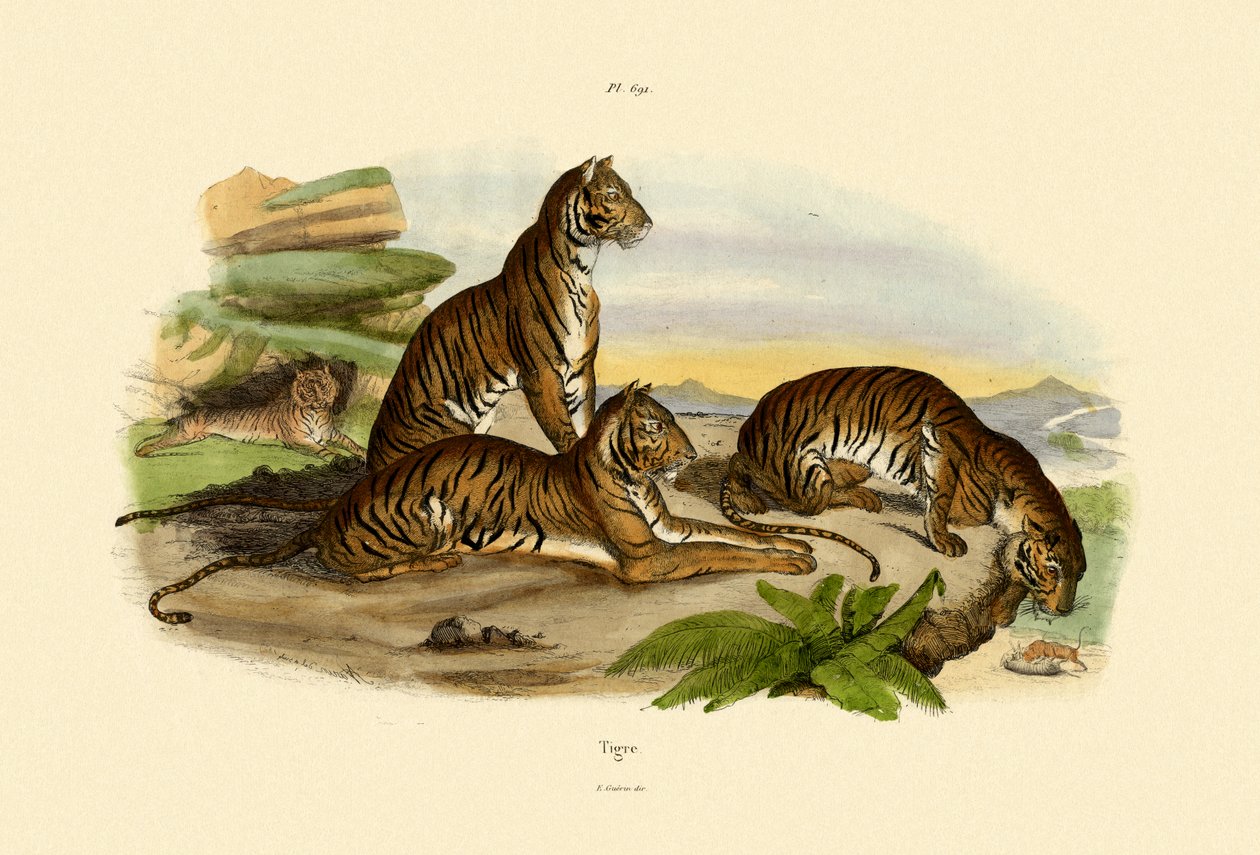 बाघ, 1833-39 द्वारा फ्रेंच स्कूल