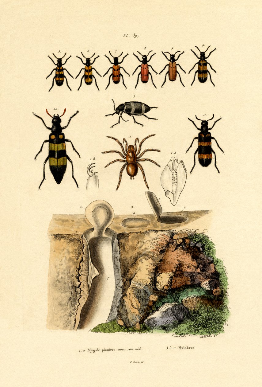 ट्रैपडोर स्पाइडर, 1833-39 द्वारा फ्रेंच स्कूल