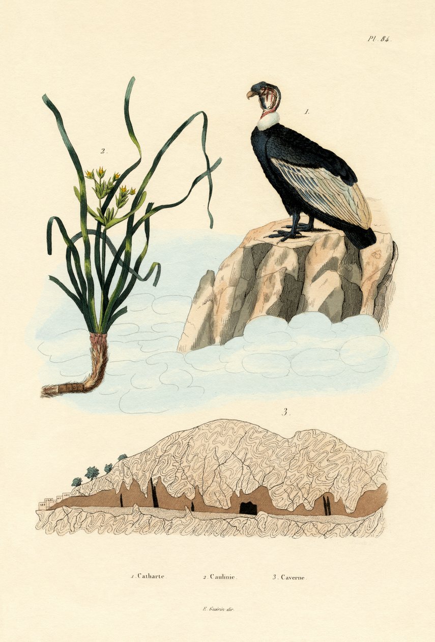 गिद्ध, 1833-39 द्वारा फ्रेंच स्कूल