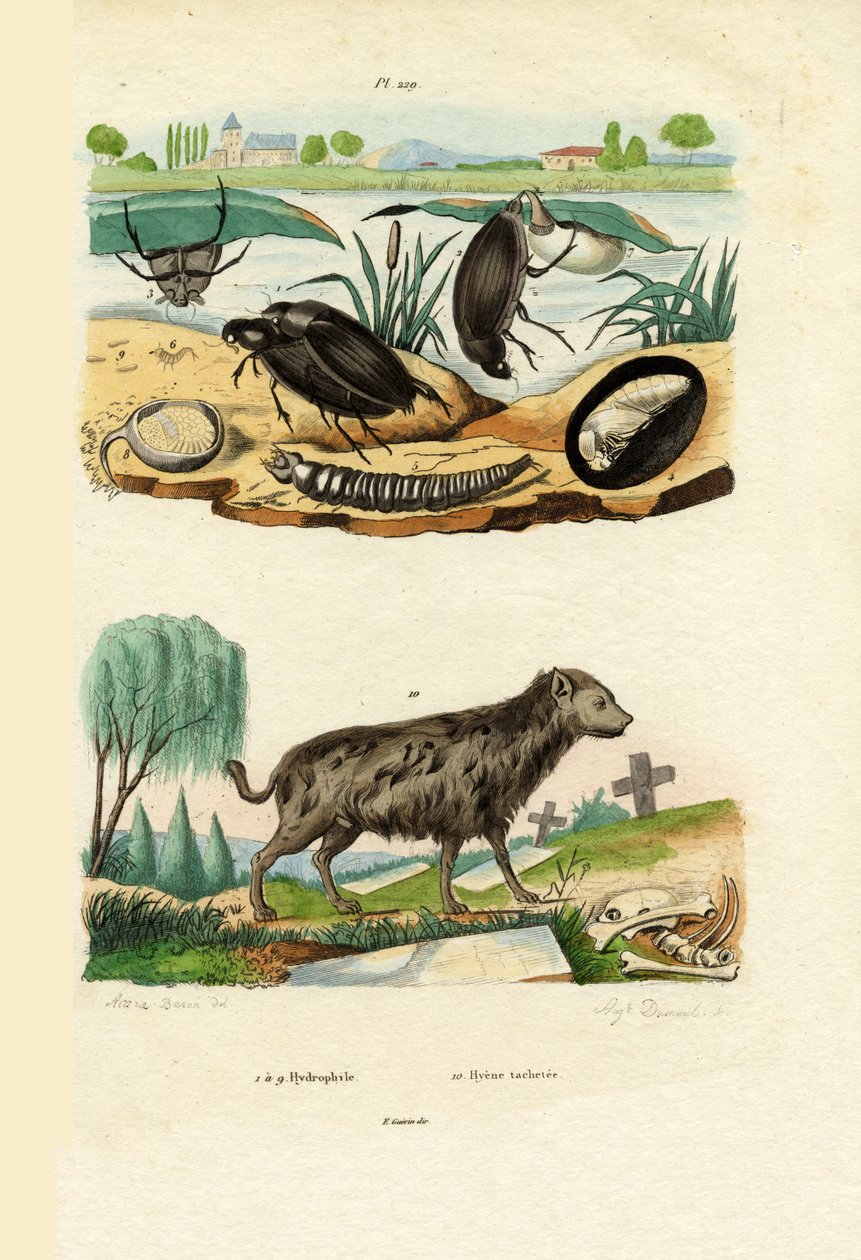 वाटर बीटल, 1833-39 द्वारा फ्रेंच स्कूल