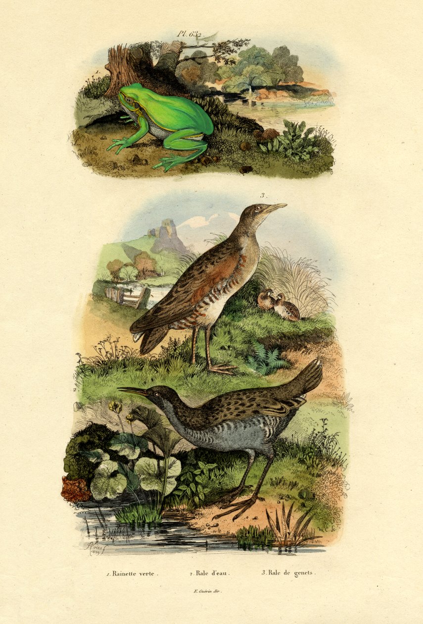 वाटर रेल, 1833-39 द्वारा फ्रेंच स्कूल