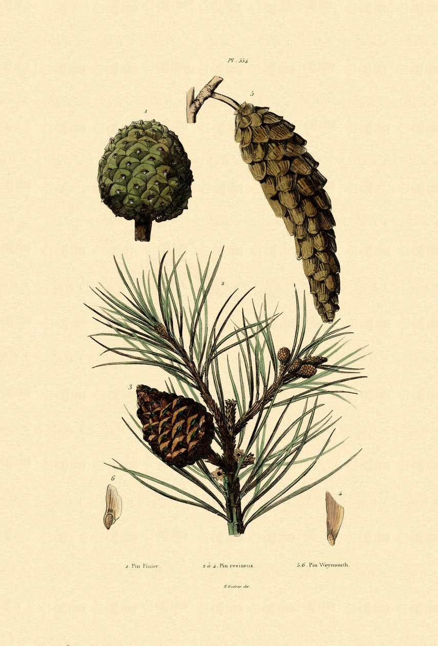 वेमाउथ पाइन, 1833-39 द्वारा फ्रेंच स्कूल