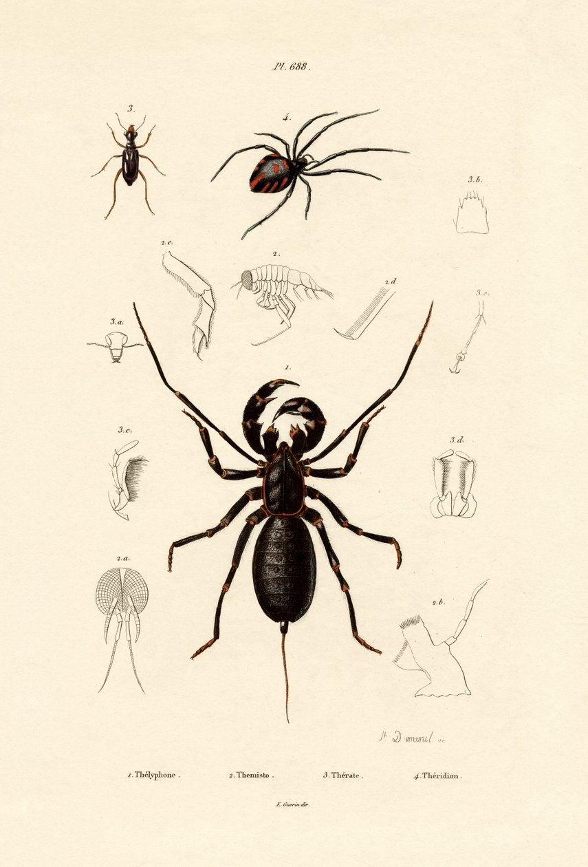 कोड़ा बिच्छू, 1833-39 द्वारा फ्रेंच स्कूल