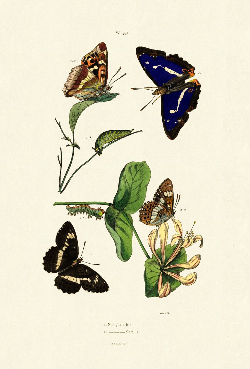 व्हाइट एडमिरल, 1833-39 द्वारा फ्रेंच स्कूल