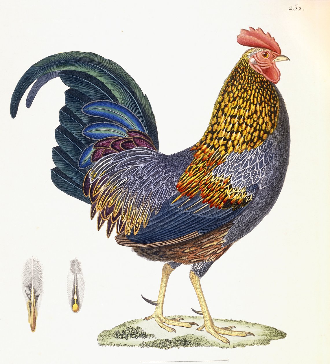 ए हेन, प्लेट 232, "बर्ड्स के रंगीन संग्रह का नया संग्रह", 1820-1839 से द्वारा फ्रेंच स्कूल