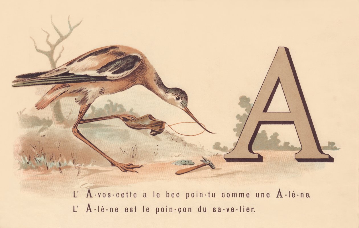 A: L&39;Avoscette में Alene की तरह नुकीली चोंच होती है The Alene, Savetier की पहचान है द्वारा फ्रेंच स्कूल