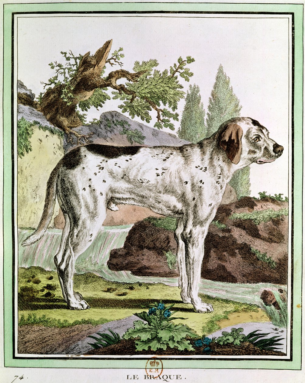 पॉइंटर, प्राकृतिक इतिहास से चित्रण लुईस लेक्लर (1707-88) बफन की गणना, 1749-1804 द्वारा फ्रेंच स्कूल
