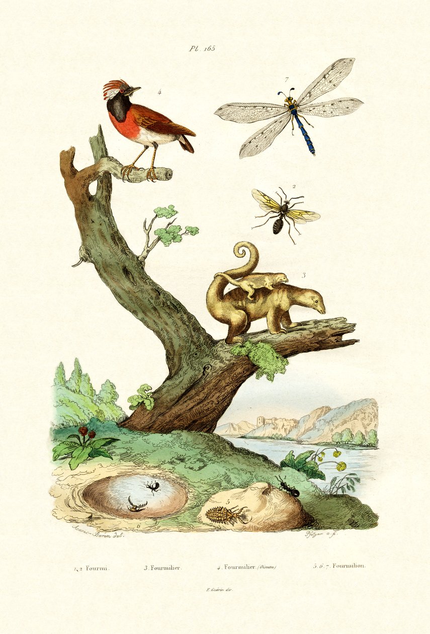 चींटियां, 1833-39 द्वारा फ्रेंच स्कूल