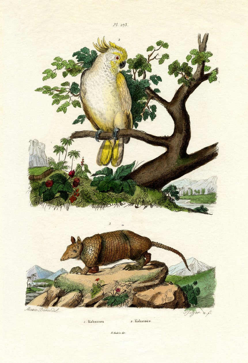 आर्माडिलो, 1833-39 द्वारा फ्रेंच स्कूल