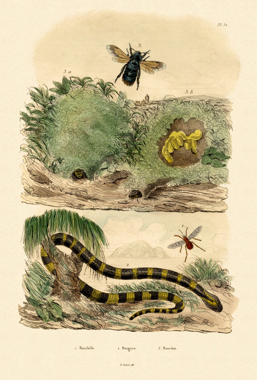 बैंडेड क्रेट, 1833-39 द्वारा फ्रेंच स्कूल