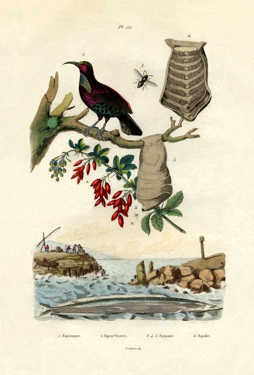 बर्ड ऑफ पैराडाइज, 1833-39 द्वारा फ्रेंच स्कूल