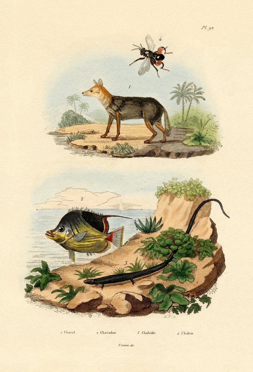 ब्लैक-समर्थित जैकल, 1833-39 द्वारा फ्रेंच स्कूल