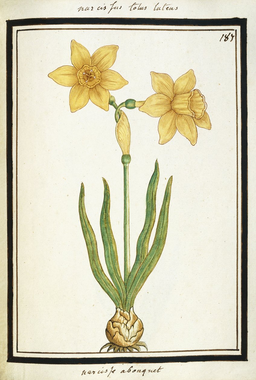 गुलदस्ता Narcissus, c.1700 (पानी के रंग का ड्राइंग, काले रंग में फंसा हुआ) द्वारा फ्रेंच स्कूल