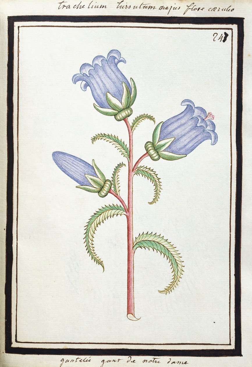 कैम्पैनुला ट्रेचेलियम, c.1700 (वाटर कलर ड्राइंग, ब्लैक में फ़्रेमयुक्त) द्वारा फ्रेंच स्कूल