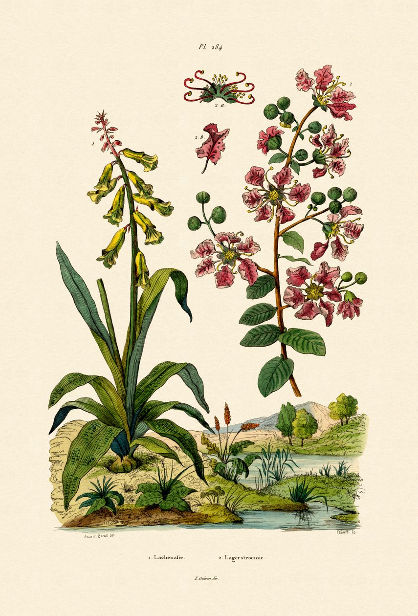 केप गौशाला, 1833-39 द्वारा फ्रेंच स्कूल